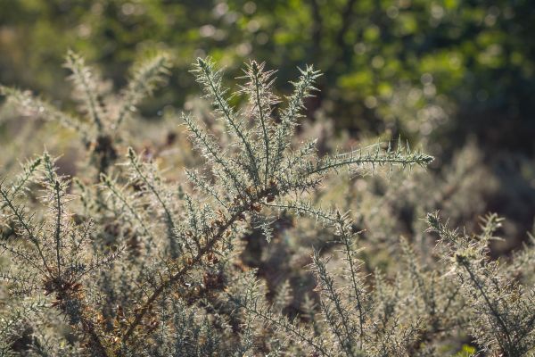 nature,grass,macro,frost,wildlife,tree