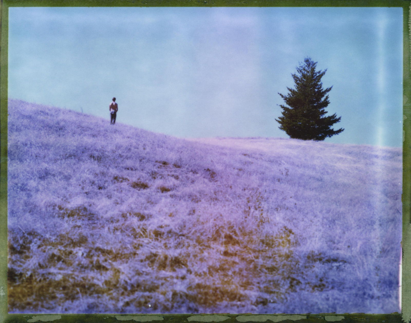 slunečnímu záření, krajina, malování, kopec, tráva, nebe, zima, pole, nachový, ráno, Kalifornie, levandule, Spojené státy americké, objektiv, jaro, Polaroid, mrak, strom, hora, květ, lučina, rostlina, muž, analogový, film, louka, F56, 79, divoká rostlina, prérie, ekosystém, tráva rodina, akvarel barvy, jev, Graflex, angličtina levandule, ekoregion, 4x5, speedgraphic, 210mm, type79, polaroid79