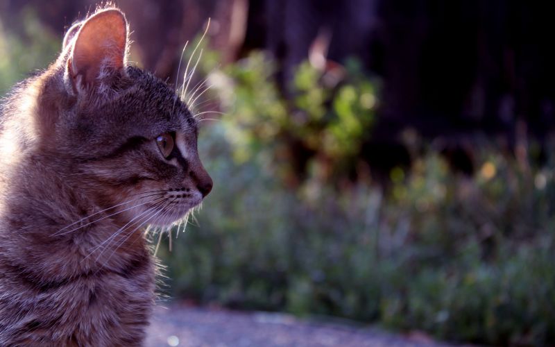 2560x1600 px,animals,cats