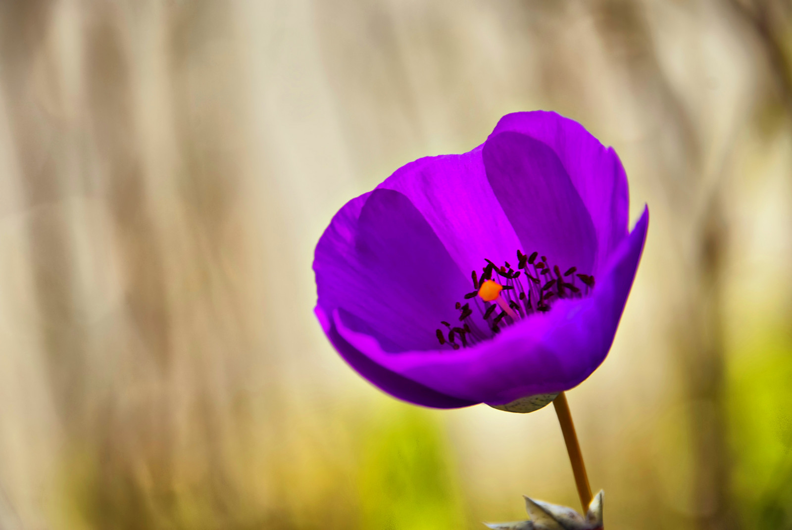 nachový, fialový, makro, pyl, květ, jaro, krokus, květ, rostlina, flóra, dof, okvětní lístek, HSS, nikond80, topazadjust, divoká rostlina, počítač tapeta, kvetoucí rostlina, zblízka, makro fotografie, závod stonek, mák rodina, fialová rodina, nikkor35mm18, thegimp, BTL, fxfoundry