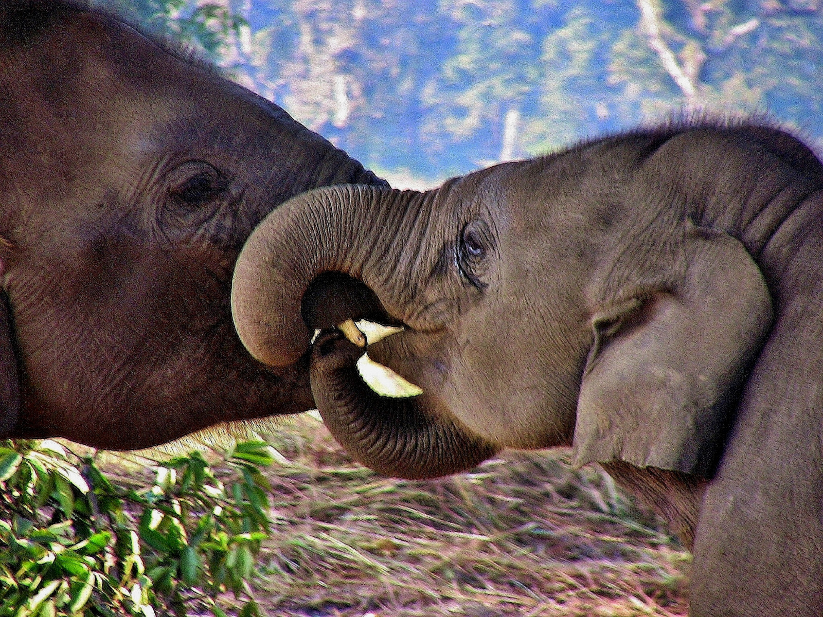 krajina, zvěř, Asie, stvoření, Příroda, Volně žijících živočichů, slon, Nepál, královský, kel, zvíře, cestovat, Landschaft, prozkoumat, divoký, paisaje, natur, sloní, národní park, návštěva, fauna, savec, řada, plavby, Urlaub, Asien, reisen, roba66, s dasien, Národní park Čitvan, naturalezza, Zvířata, čenich, organismus, sloni a mamuti, slon indický, slon africký, Zuchtstation, terrestrial animal
