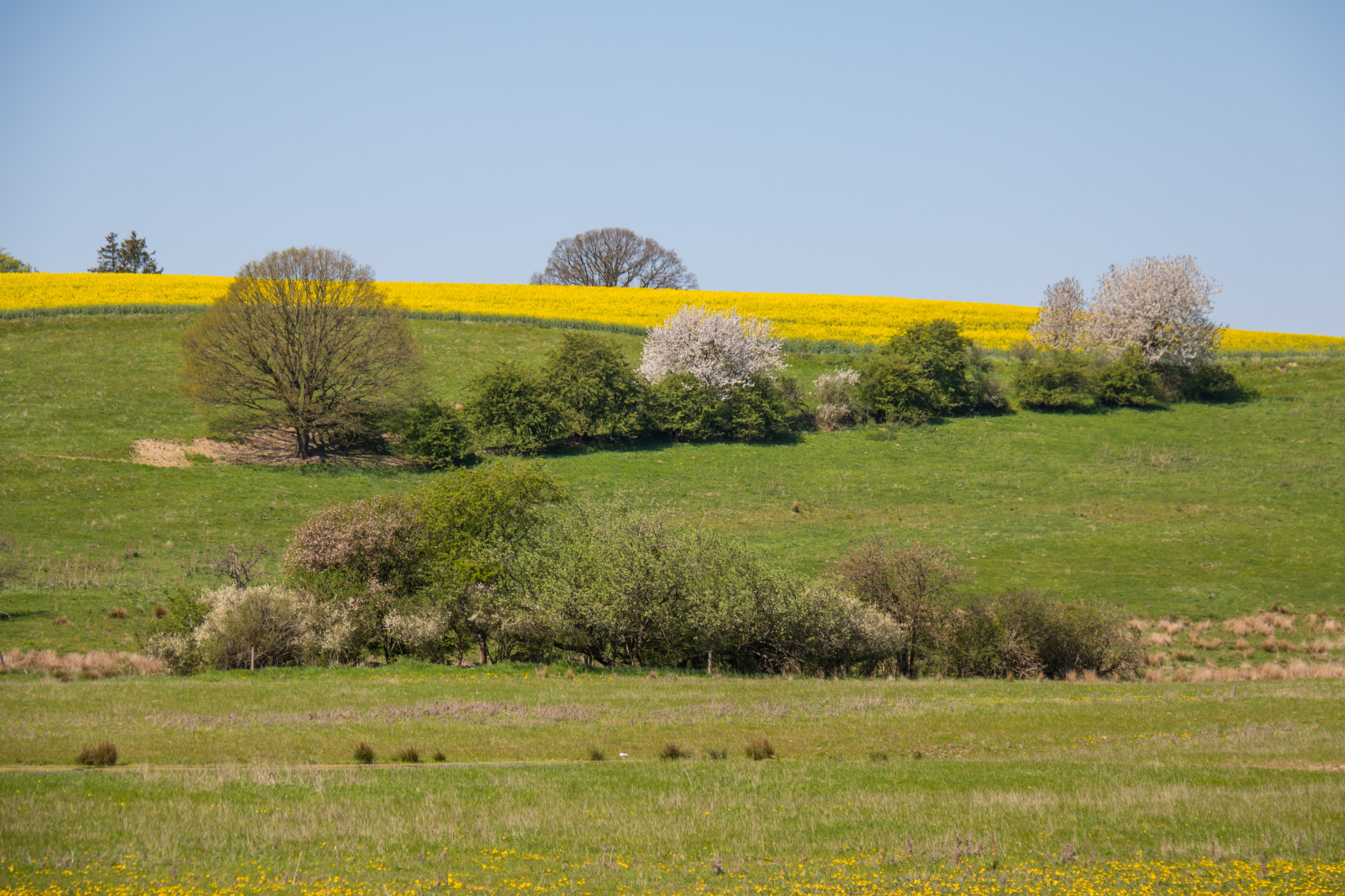 paysage, colline, herbe, champ, jaune, ferme, steppe, Colza, arbre, fleur, prairie, plante, campagne, pâturage, Landbygd, Gul, F lt, Landskap, Canola, Rapefield, B rringe, agriculture, Prairie, plaine, pelouse, prairie, le marais, zone rurale, habitat, environnement naturel, Écosystème, arbuste, Famille d'herbe, savane
