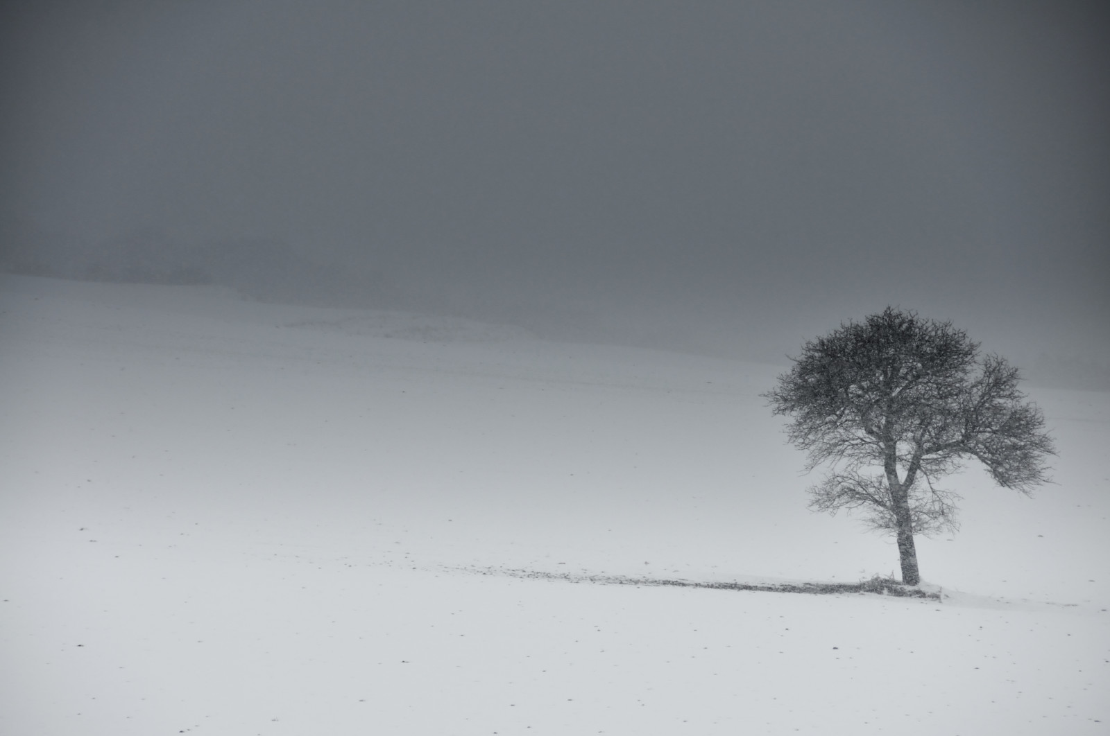 Itálie, Nikon, neve, albero, bianco, nero, puglie, Foggia, Daunia, santagatadipuglia