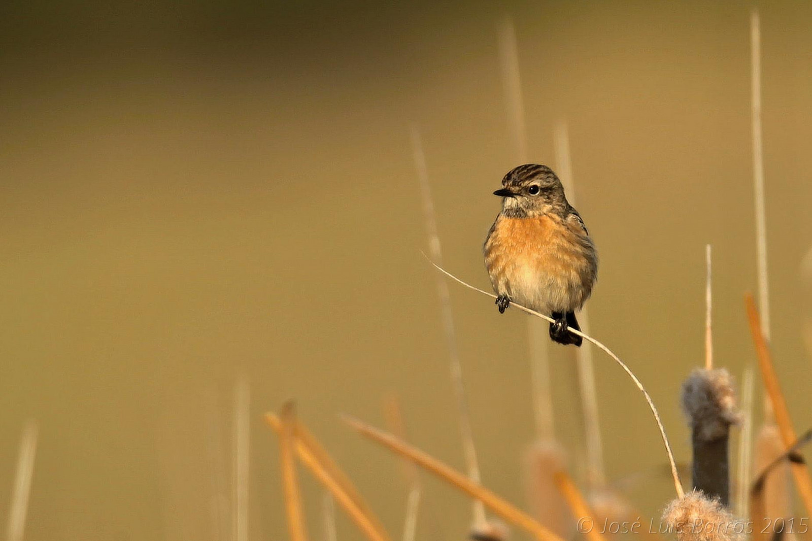 fugle, dyr, natur, vinger, fjer, afdeling, dyreliv, næb, Portugal, spurv, fullframe, blomst, fugl, finke, Fuglekiggeri, NGC, natureza, fauna, birdie, aves, birdwatcher, vidaselvagem, aviær, siddepinde fugl, hvirveldyr, makrofotografering, Rødhals, fluesnappere, gærdesmutte, biodiversitet, Fugleopdræt, ornitologi, avifauna, animais, birdphotographer, canoneos1dx, avesemliberdade, birdsinfreedom, canonef400mmf28lisiiusm, josbar, jos lu sbarros, birdphotographing, nocaptivitybirds, Freebirds, faunaportuguesa, faunaib Rica, iberianbirds, Ornitología, vidaanimal, Penas, portuguesebirds, birdsinportugal, avesemportugal, avesdeportugal, asas, Observa odeaves, fotografiadeaves, fotografiadenatureza, naturephotographing, observadordeaves, fot grafodeaves, fot grafodenatureza, naturephotographer, dodo, ornit filo, birdinginthewild, avianphotography, biodiversidade, idanhaanova, Sortstrubet Bynkefugl, Toul es, Cartaxo, saxicolatorquatus, Borra, pardinho, chascopreto, cagaestacas