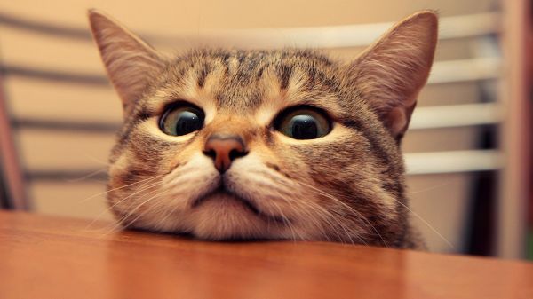 animals,cats