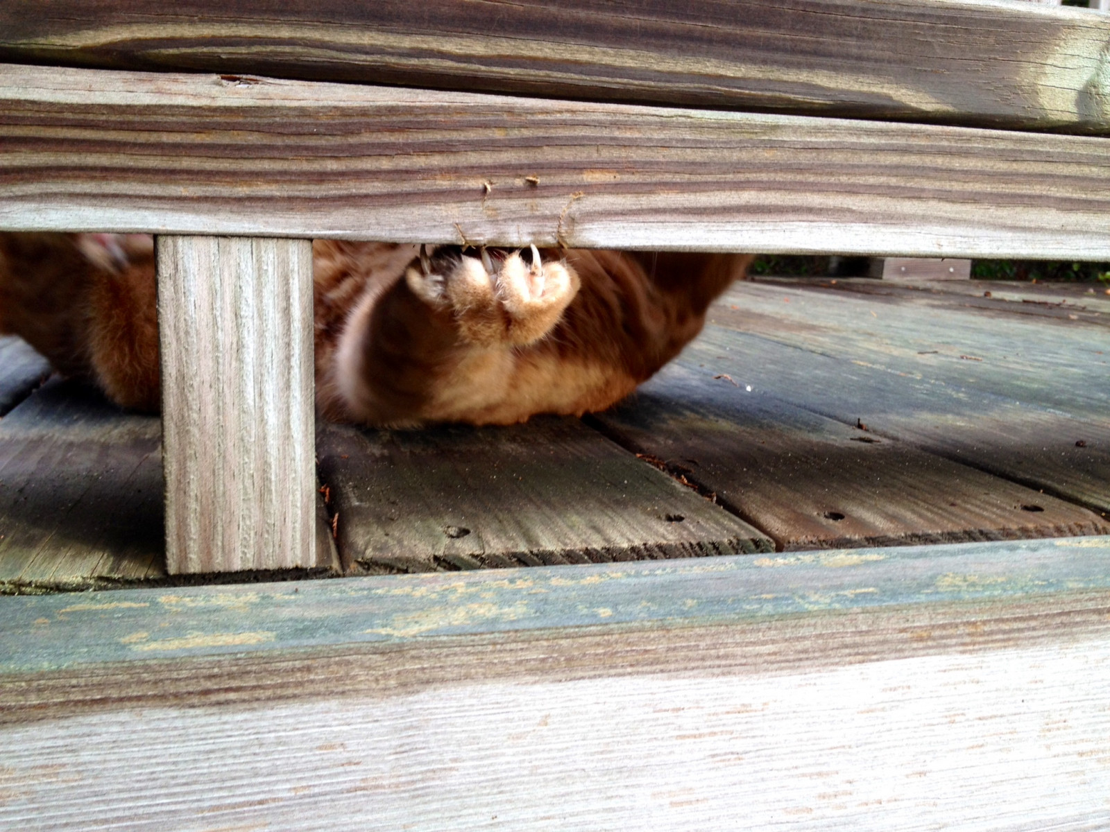 gatto, di piccole e medie dimensioni gatti, fauna, legna, gatto come mammifero, barba, grugno, pavimento, color legno