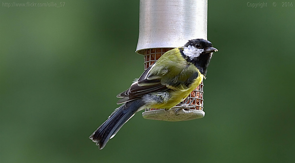 ธรรมชาติ, ขนนก, ใกล้ชิด, ถั่ว, สีเขียว, อังกฤษ, สัตว์ป่า, Canon, ฤดูร้อน, bokeh, สหราชอาณาจักร, ปาก, กระจอก, chickadee, 2016, Devon, นก, นกกระจอก, saariysqualitypictures, parusmajor, ปีก, 7 วัน, สัตว์ป่า, EF100400mm, นก, นกที่เกาะอยู่, สัตว์มีกระดูกสันหลัง, การถ่ายภาพมาโคร, Westcountry, greattit, nutfeeder, hggt, sept, deerparkfarm, haccombe, affinityphoto, ollie57, กระจอกบ้าน