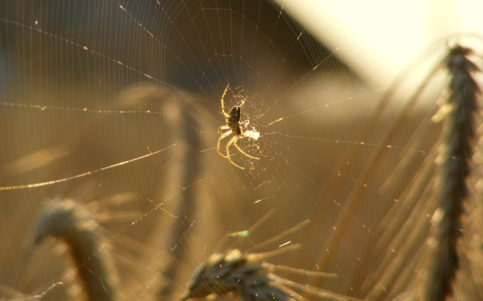 zvěř, makro, pavouk, pavoukovec, materiál, fauna, zblízka, makro fotografie, bezobratlý, členovců, pavoučí síť, orb weaver pavouk, araneus