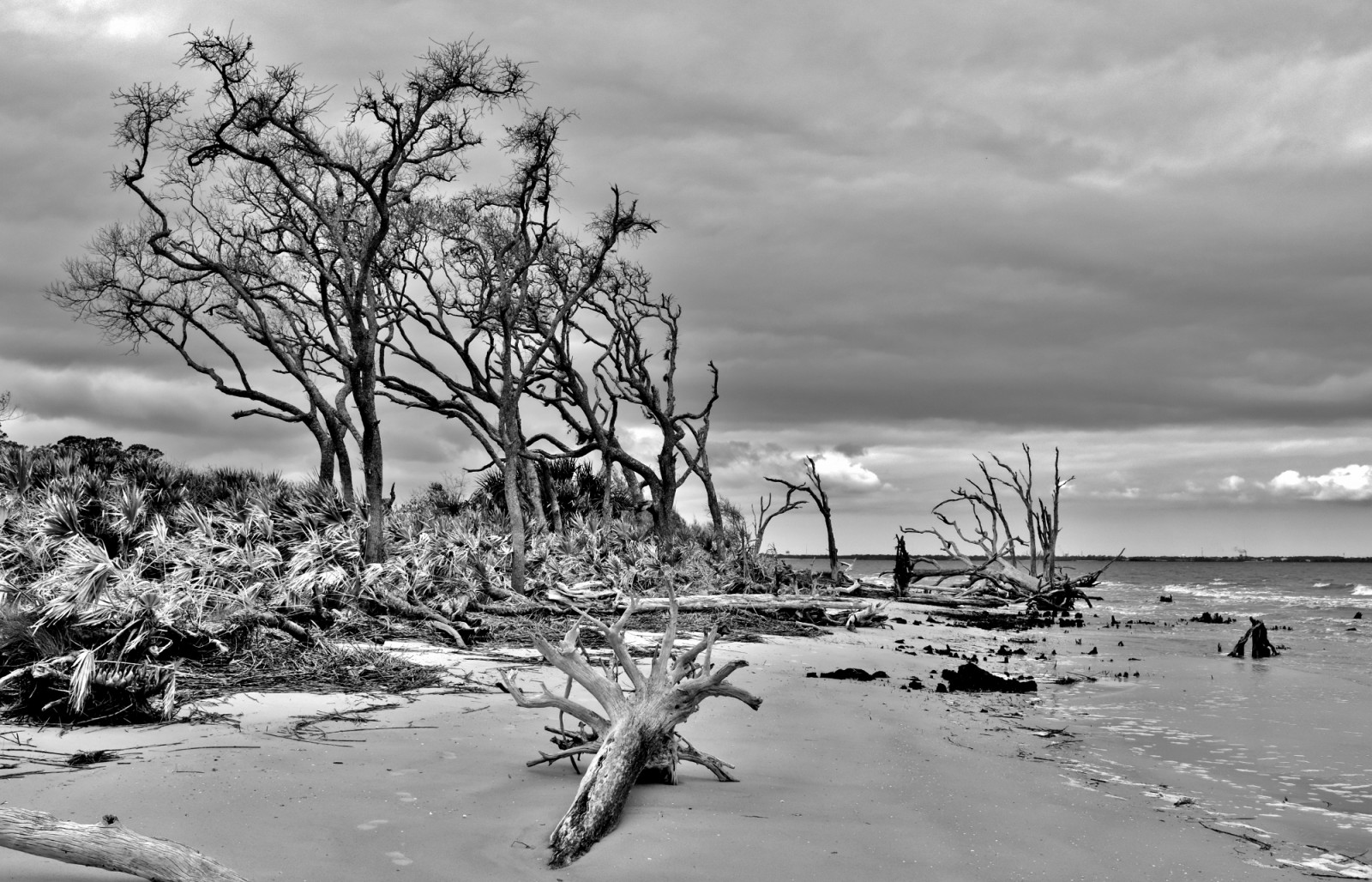 zatažený, naplavené dříví, Jekyllisland, Georgia, x100f, písek, palmetto, strašidelný