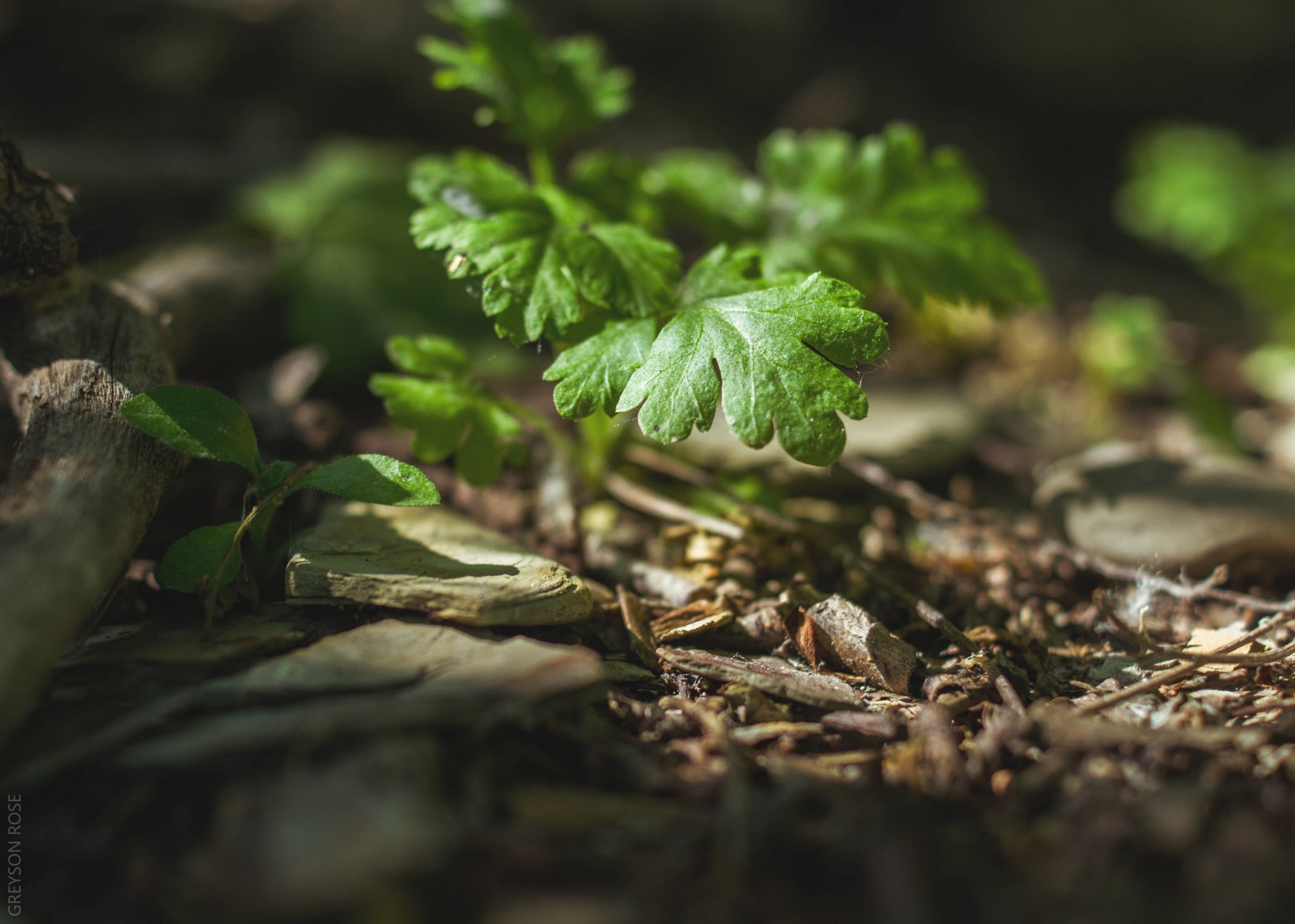 Skov, natur, planter, makro, afdeling, grøn, dyreliv, træ, efterår, blad, blomst, plante, flora, fauna, jord, fremstille, botanik, jord plante, blomstrende plante, tæt på, makrofotografering