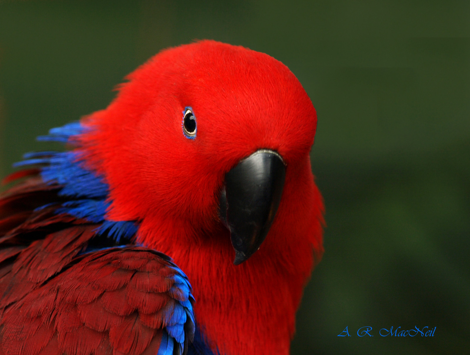 blau, rot, Kanada, Vogel, Natur, weiblich, Vancouver, ziemlich, Britisch-Kolumbien, Tierwelt, Papagei, Olymp, tropisch, Queenelizabethpark, Bloedelconservatory, Electusparrot, Tropicalbird, Olympusdigitalkamera, Mygearandme, Fotografie für die Erholung, Femaleelectusparrot