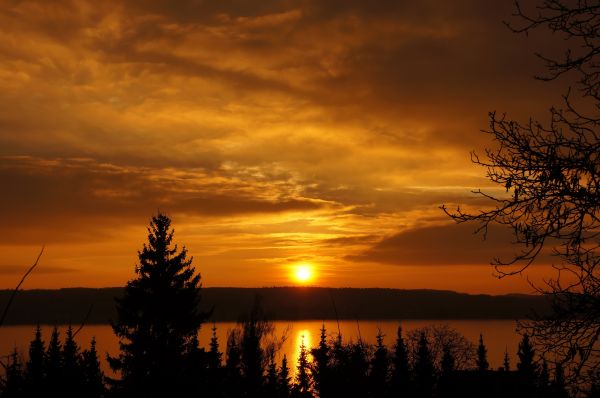 sunset,sunlight,trees,sky,sunrise,evening