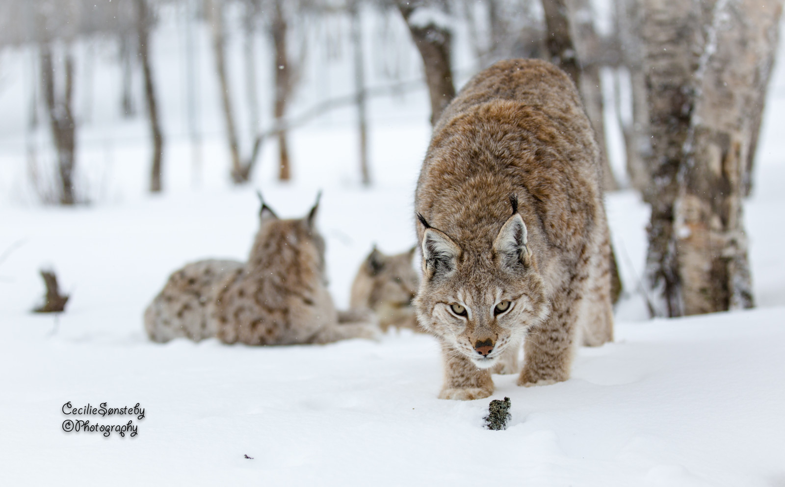 sníh, detailní, kočka, Kánon, březen, lov, npc, rys, gaupe, langedrag, catfamily, eurasianlynx, ef70200mmf28lisiiusm, ef70200mmf28liiisusm