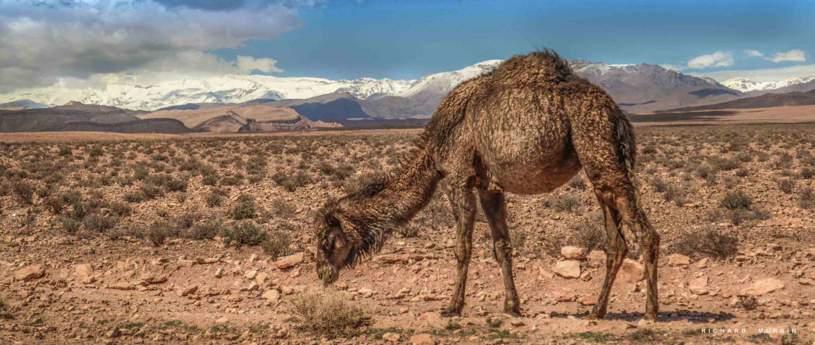 krajina, hory, budova, fotografování, Volně žijících živočichů, Kánon, poušť, divočina, Maroko, step, UMĚNÍ, 5 d, cestovat, lučina, chladný, velbloud, Safari, stádo, Atlas, prostý, fauna, savec, snímky, prérie, půda, přírodní prostředí, ekosystém, Giraffidae, vádí, richard, savana, pack animal, velbloud, jako savec, arabský velbloud, murrin, Tinghir