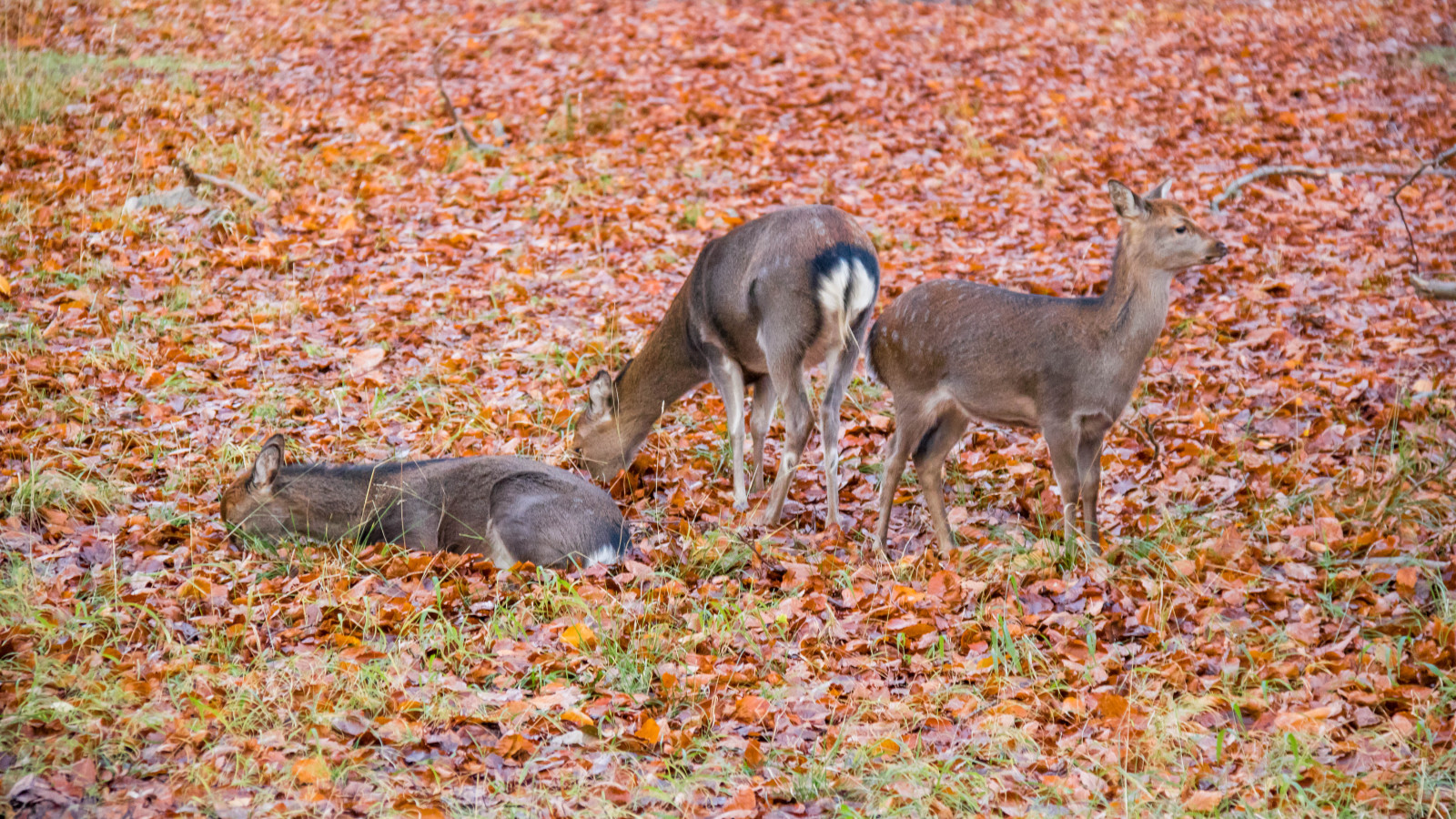foresta, cervo, parco, natura, Danimarca, tundra, autunno, foglia, stagione, boschi, Danmark, Skog, Dyrehaven, j gersborg, j gersborgdyrehave, fauna, mammifero, vertebrato, Cervo dalla coda bianca