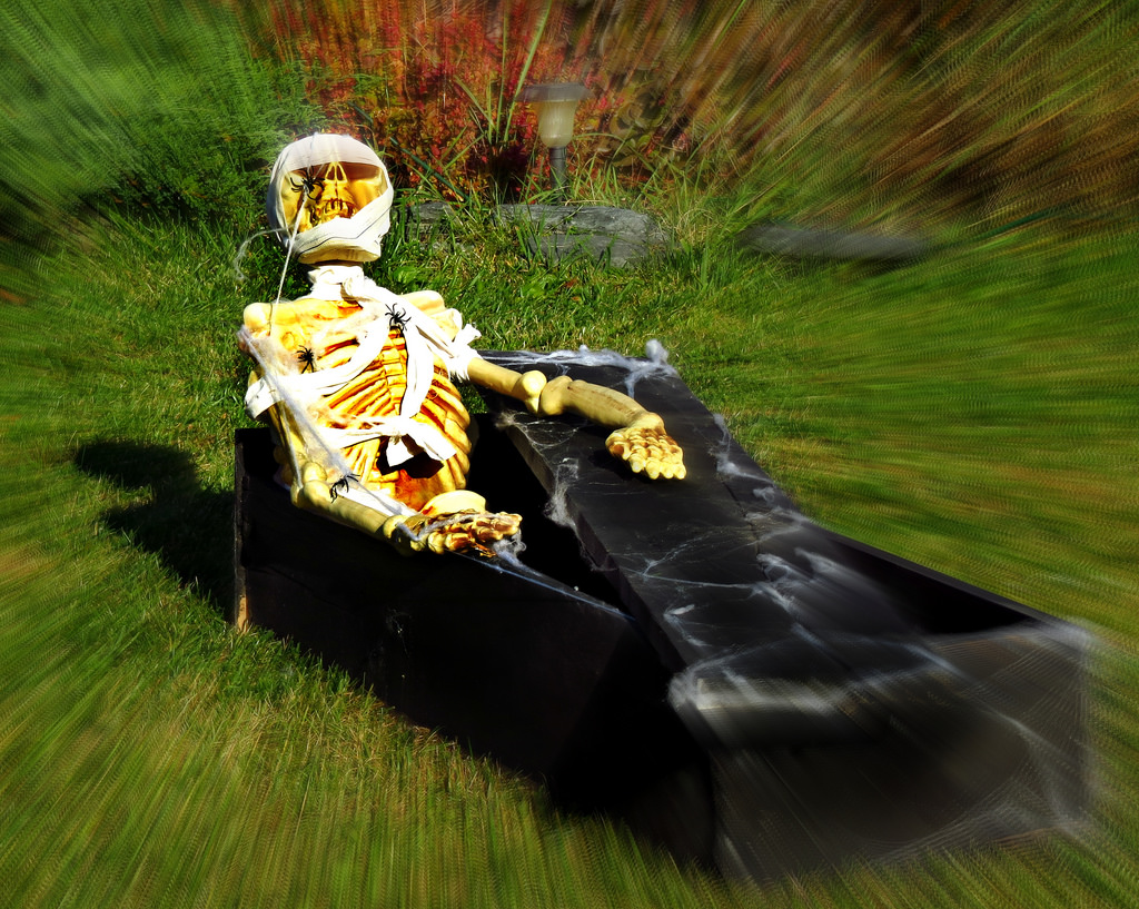 græs, bil, plante, køretøj, græsplæne, træ, landskab