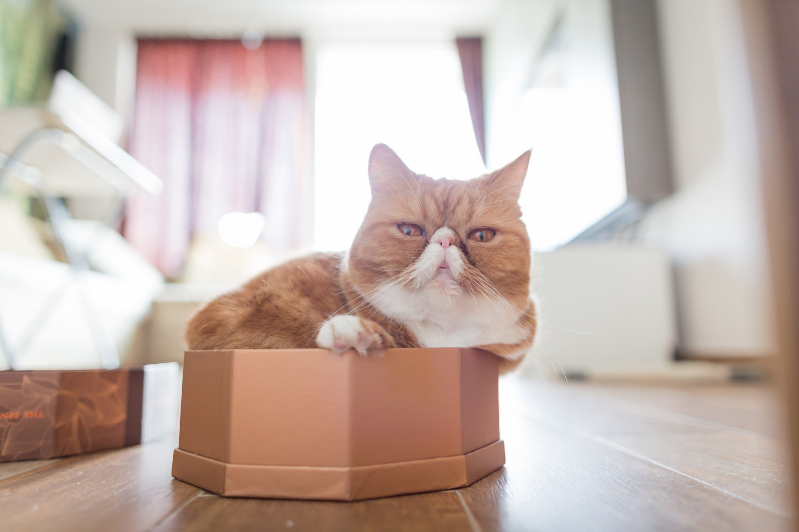 Wallpaper : 2048x1365 px, box, cat, exotic 2048x1365 - wallhaven ...