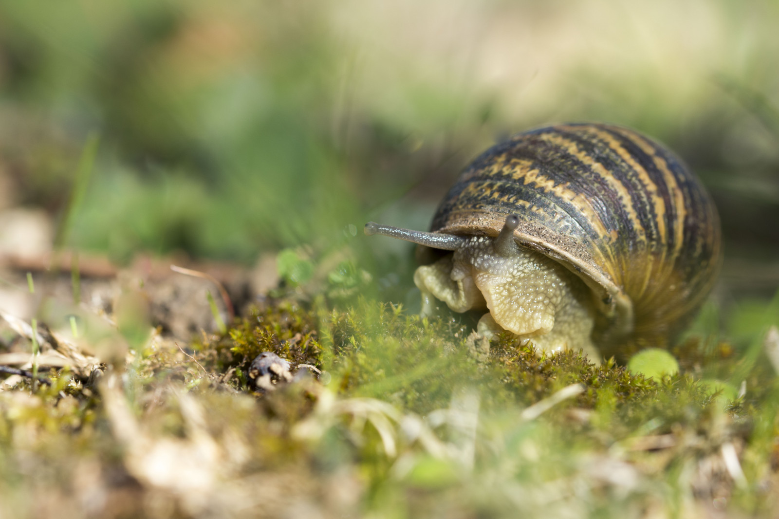 have, natur, fotografering, makro, dyreliv, Nikon, snegl, dyr, jardin, fauna, dvale, exterieur, escargot, balade, tæt på, makrofotografering, hvirvelløse, petit, prærier, herbes, forestier, snegle og snegle, bløddyr, havet sneglen, Planete, Proxi, mollusque, minimal, visqueux