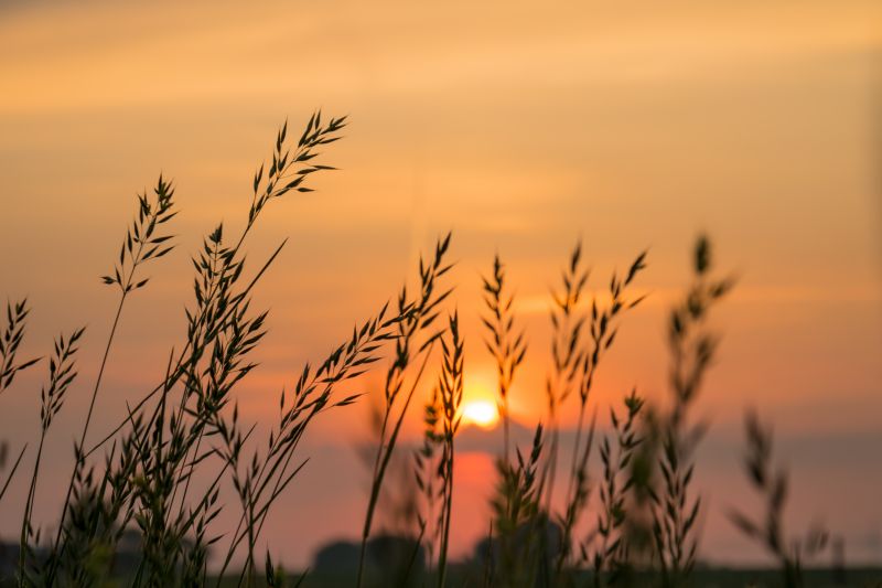 slunečnímu záření, západ slunce, Příroda, tráva, nebe, jídlo slunečnímu záření, západ slunce, Příroda, tráva, nebe, jídlo