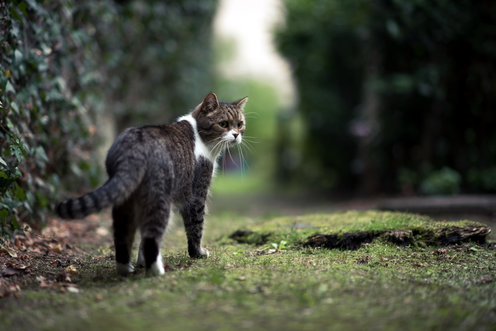 kissa, ruoho, villieläimet, poskiparta, ilves, nisäkkäät, villikissa, punailves, kissanpentu, eläimistö, nisäkäs, selkärankainen, kissa kuten nisäkäs, pienille ja keskisuurille kissoille