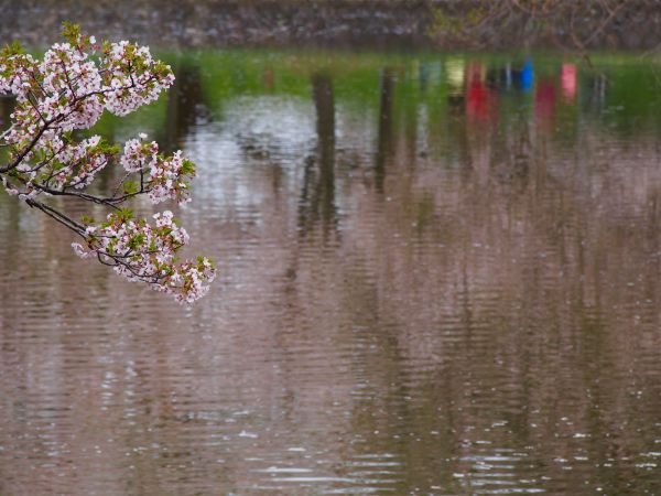 water,reflection,tree,waterway,flora,wetland