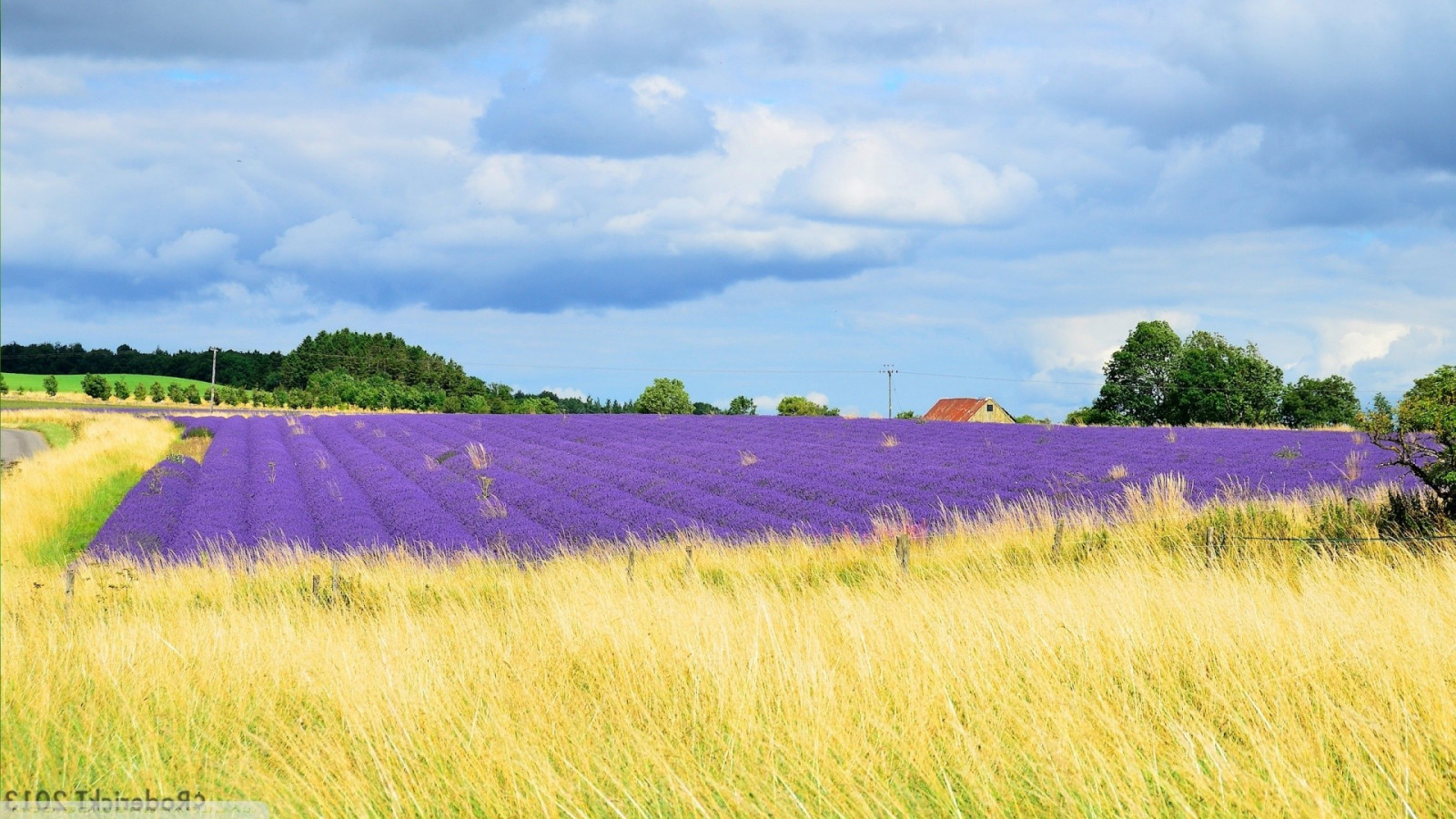 Landschaft, Hügel, Natur, Gras, Himmel, Feld, Wolken, Bauernhof, Horizont, Lavendel, lilane Blumen, Vereinigtes Königreich, Raps, Wolke, Blume, Wiese, Pflanze, Weide, Landwirtschaft, Wiese, Ebene, Wildblume, 1920x1080 px, Prärie, Ernte, ländliches Gebiet, Landanlage, blühende Pflanze, Grasfamilie