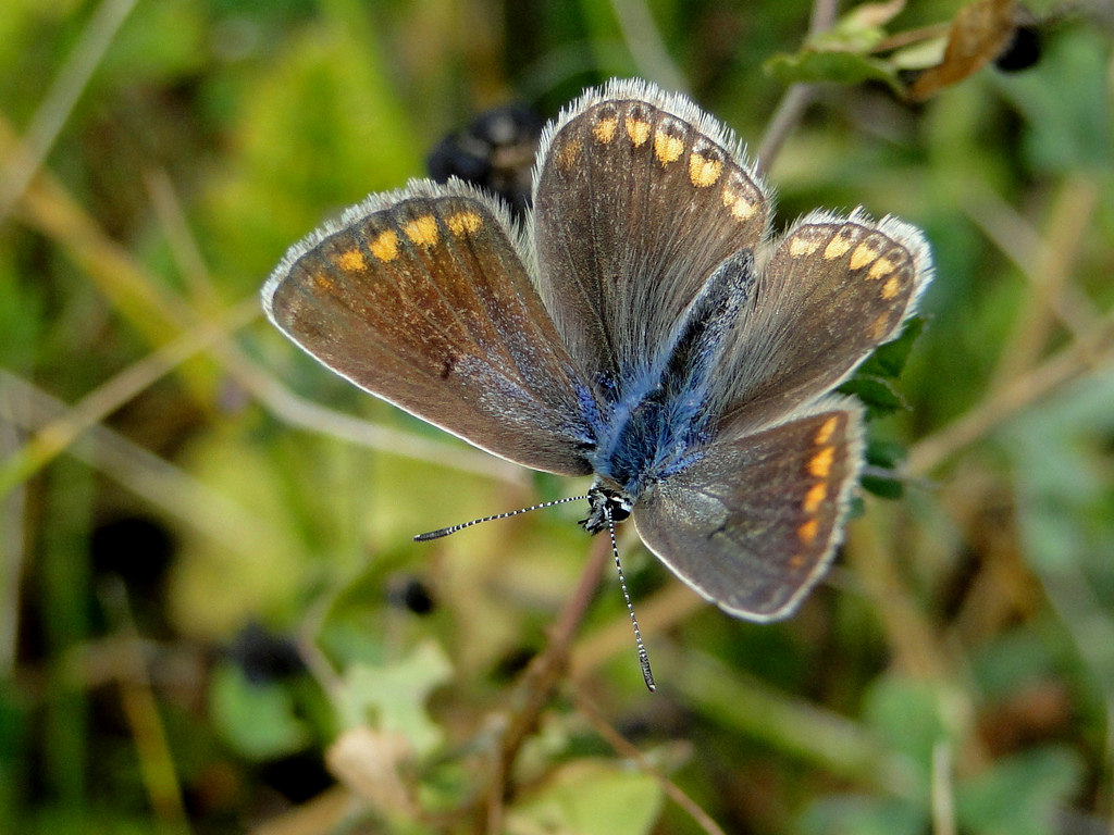 Wallpaper : animals, nature, grass, wings, insect, blue, wildlife, Sony