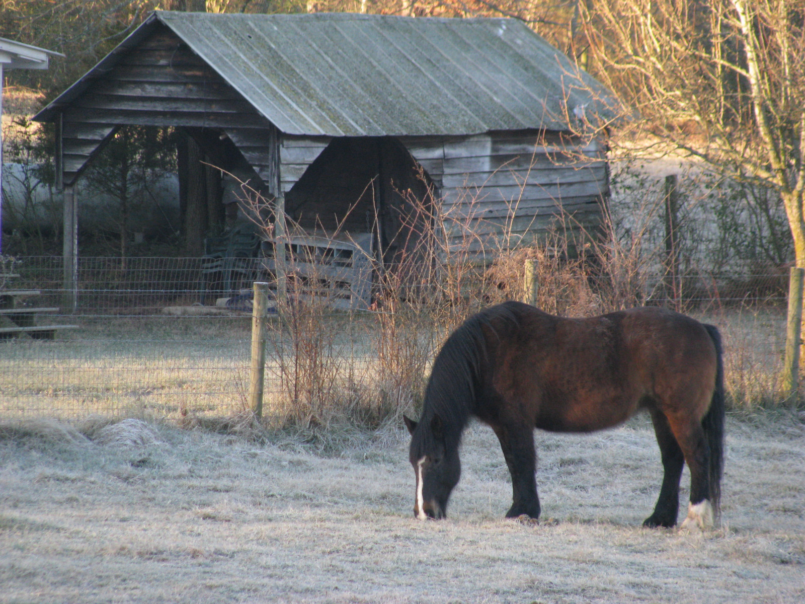 Wallpaper old, morning, winter, horse, sunlight, bay, furry, farm