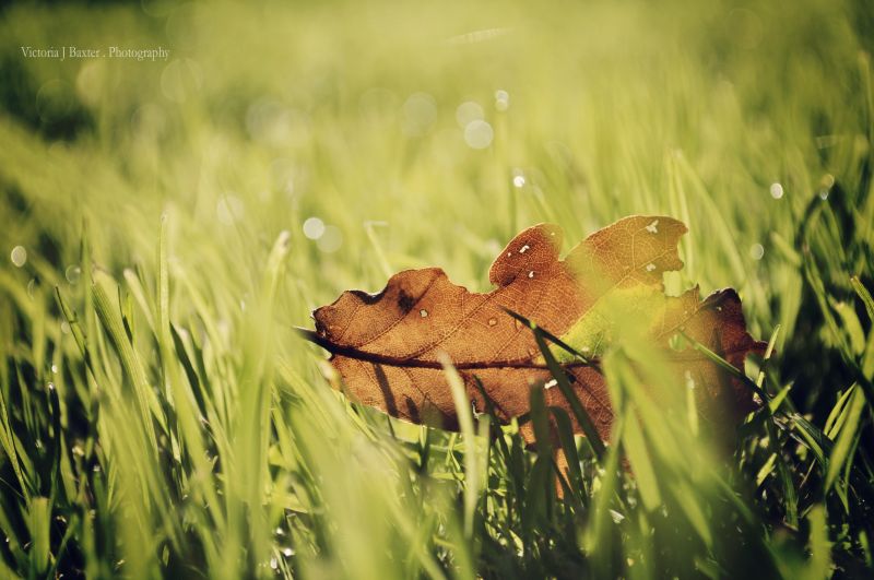 podzim, bokeh, spadané listí, hnědý, zlatý, list podzim, bokeh, spadané listí, hnědý, zlatý, list