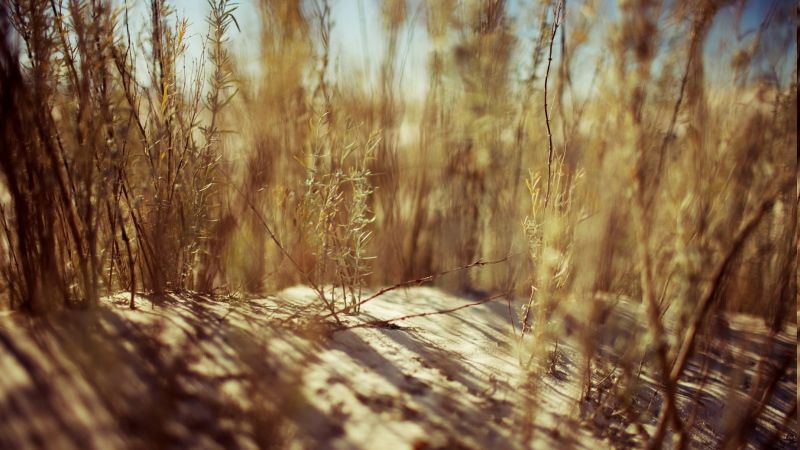 1847x1039 px,depth of field,nature,plants,sand