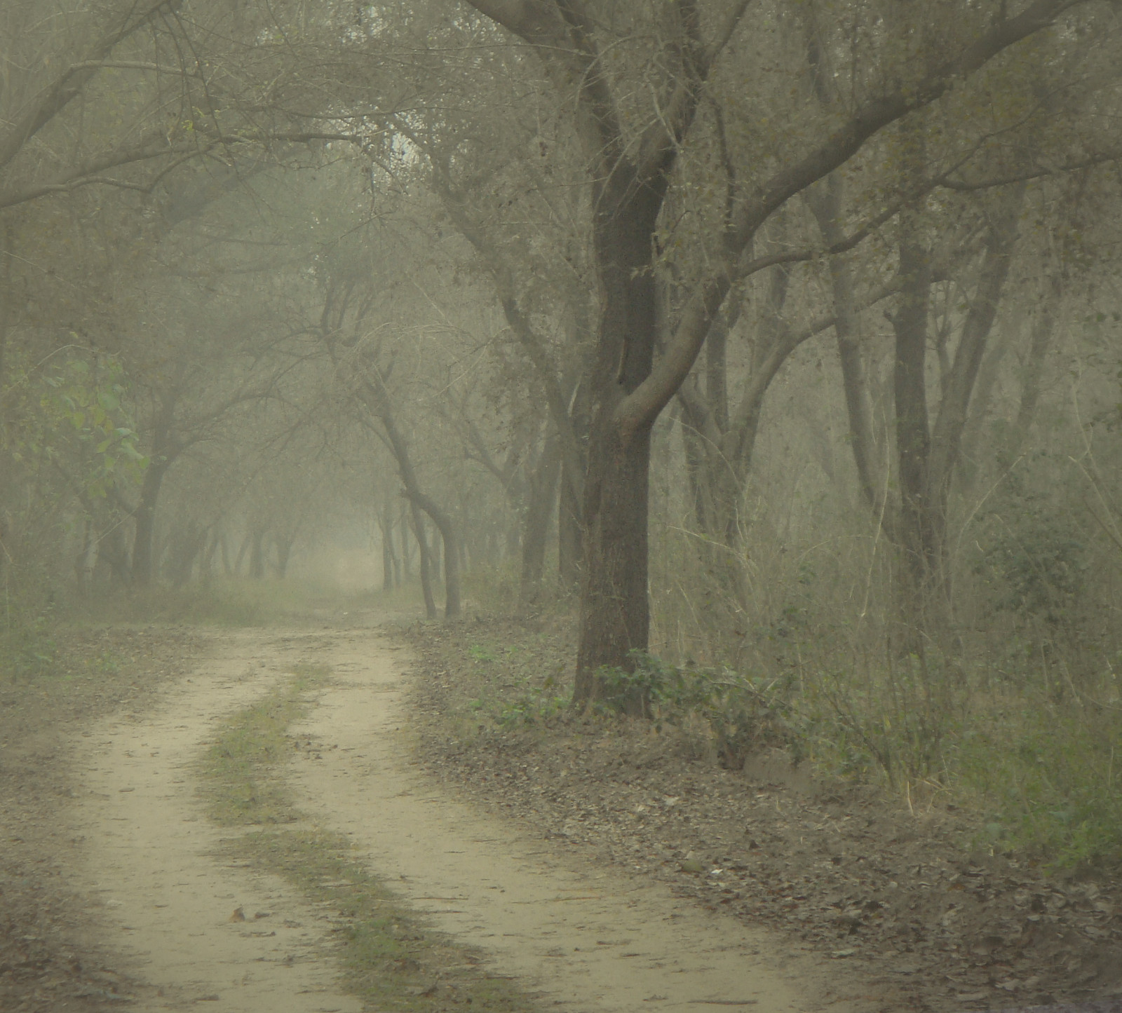 zima, mlha, Příroda, mlha, les, les, cesta, mlhavý, zasněný, klidný