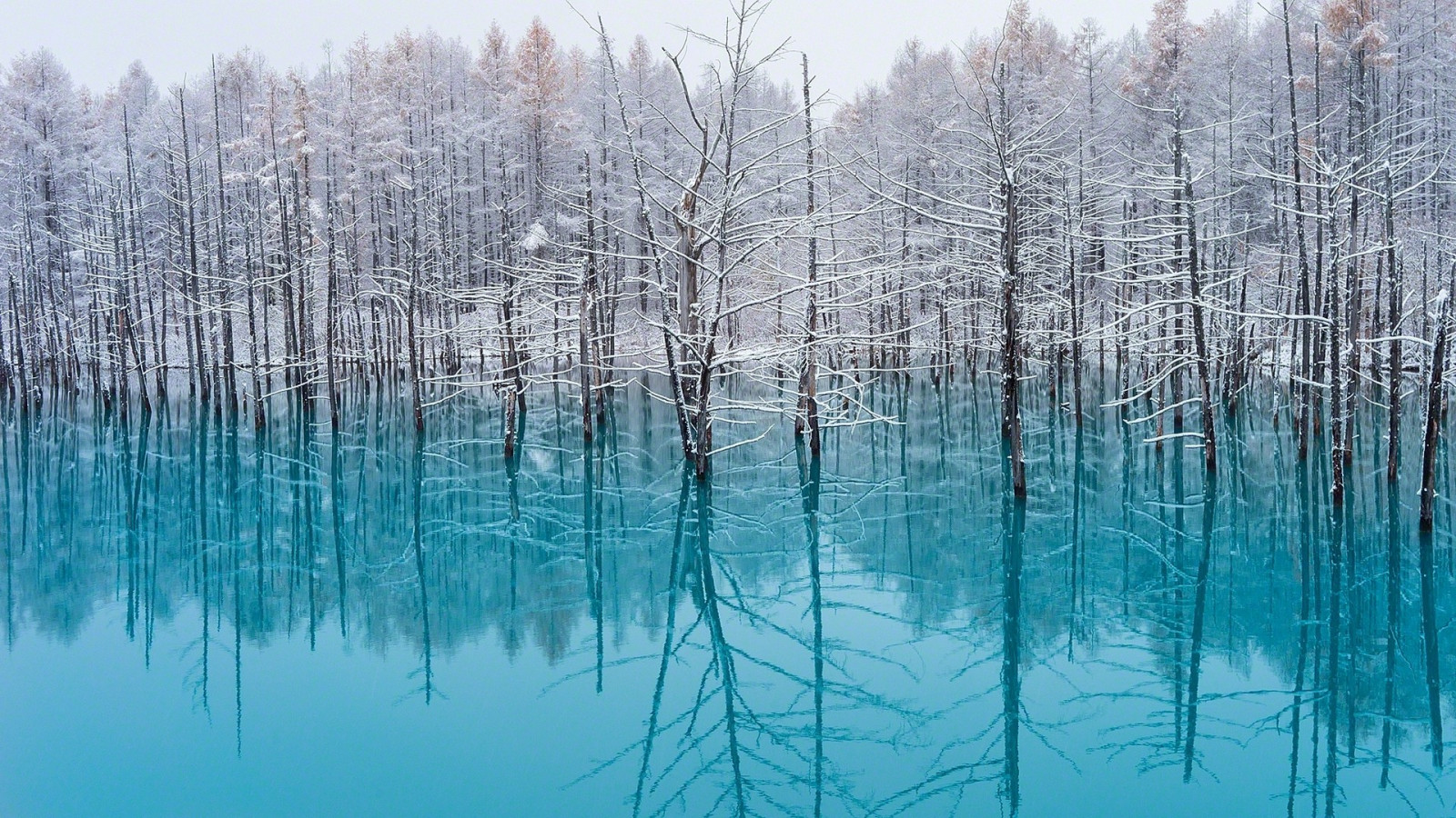 Japonsko, stromy, krajina, les, jezero, voda, Příroda, odraz, nebe, sníh, zima, větev, uklidnit, led, Studený, ráno, mlha, mráz, tyrkysový, rybník, bažina, zmrazení, bříza, mokřadní, strom, vodní tok, 1920x1080 px, bayou, zálesí, počítač tapeta, mírné jehličnatý les, biome, tráva rodina, modřín, bažina, vodní zdroje, spruce fir forest