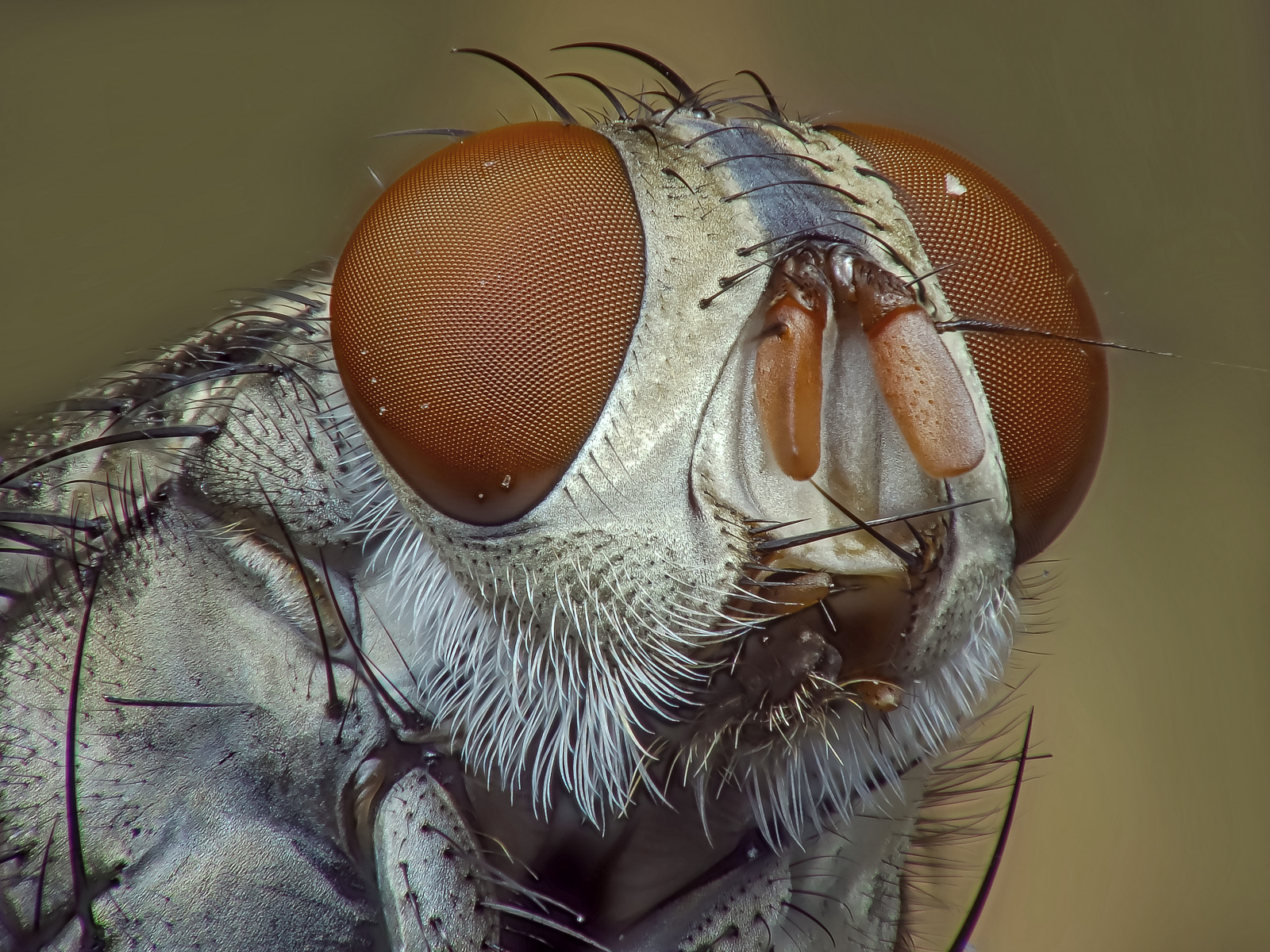 natura, insetto, Amazon, Brasile, Volare, occhio, fuji, Natureza, Casa, Raynox, parà, peste, insetos, avvicinamento, fotografia macro, invertebrato, artropodo, organismo, membrana insetto alato, Abaetetuba, mosca, veri bug, LAR