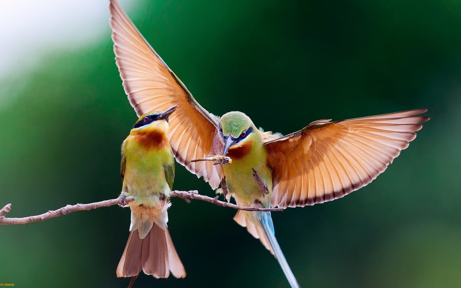 ptactvo, Příroda, hmyz, zelená, Volně žijících živočichů, zobák, Včela, květ, pták, flóra, kolibřík, křídlo, fauna, 1920x1200 px, prohlížení pták, obratlovců, zblízka, makro fotografie, bezobratlý, opylovači, jedlíci