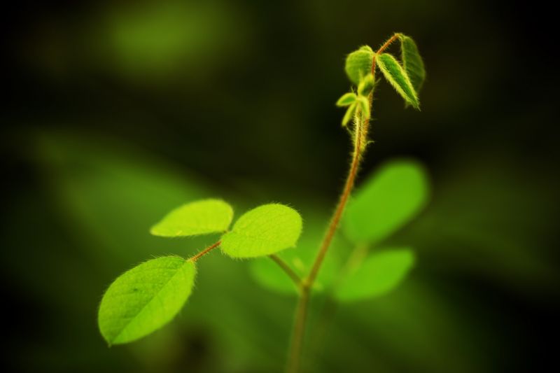 listy, Příroda, rostliny, makro, slunečnímu záření, fotografování listy, Příroda, rostliny, makro, slunečnímu záření, fotografování