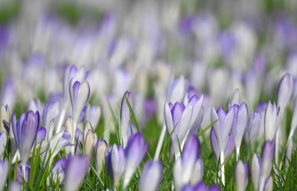 fiori, natura, erba, campo, viola, petali, Nikon, lavanda, bokeh, croco, fiore, pianta, flora, Krokus, prato, Nederland, Paesi Bassi, thegalaxy, infinitexposure, Fiore di campo, impianto di terra, pianta fiorita, fotografia macro, staminali vegetali, inglese lavanda, Iris versicolor, famiglia iris