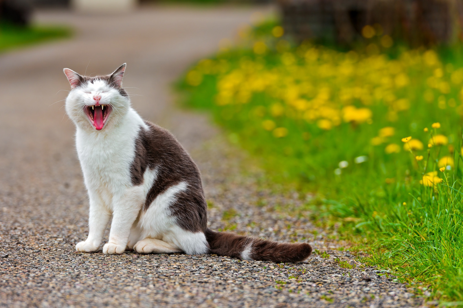 Wallpaper cat, grass, flowers, asphalt, open mouth 3450x2300