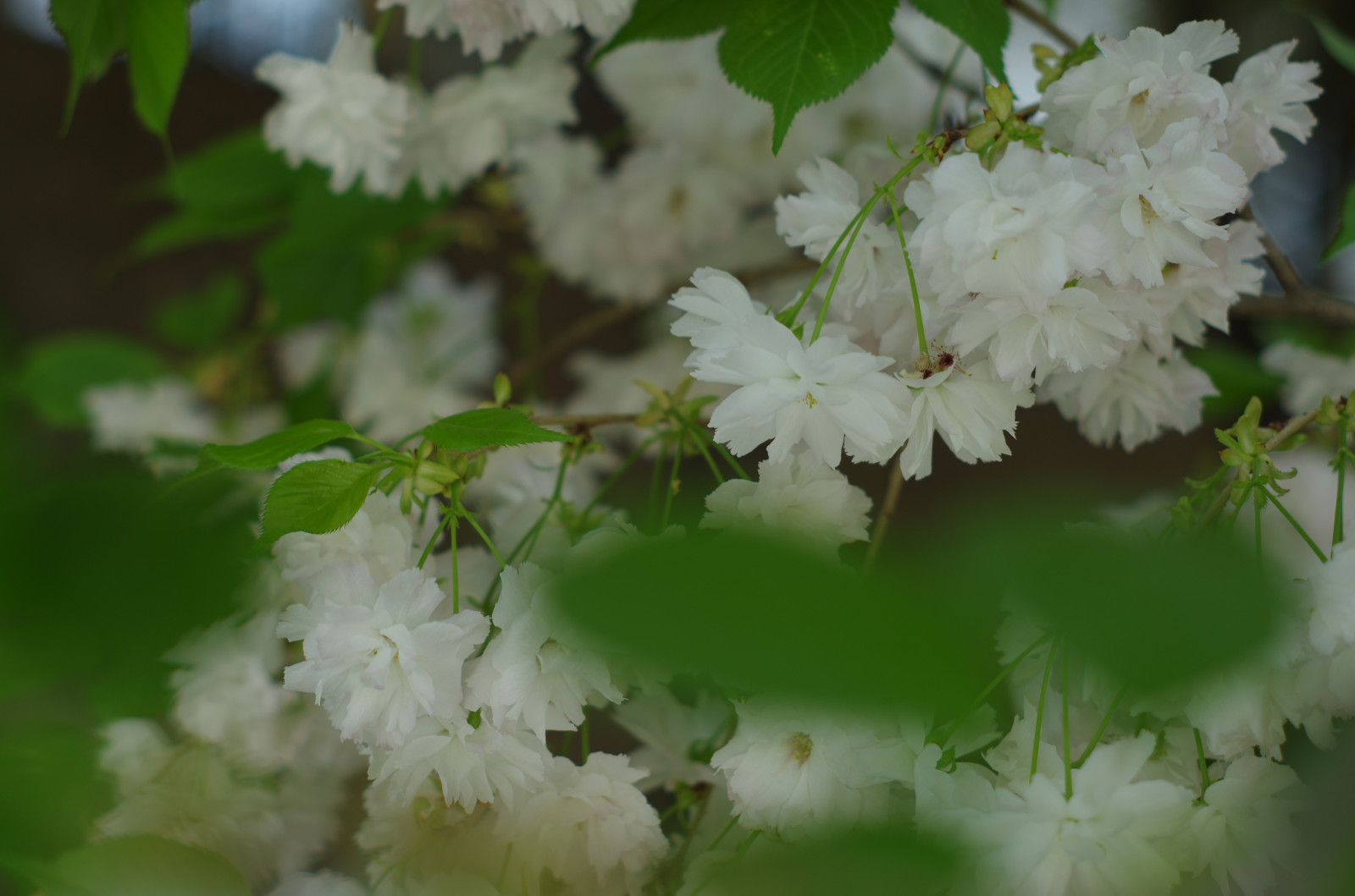 Třešňový květ, jaro, spring flower