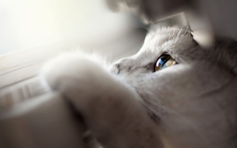 лицо, Кот, глаза, нос, Бакенбарды, Белое лицо, Кот, глаза, нос, Бакенбарды, Белое
