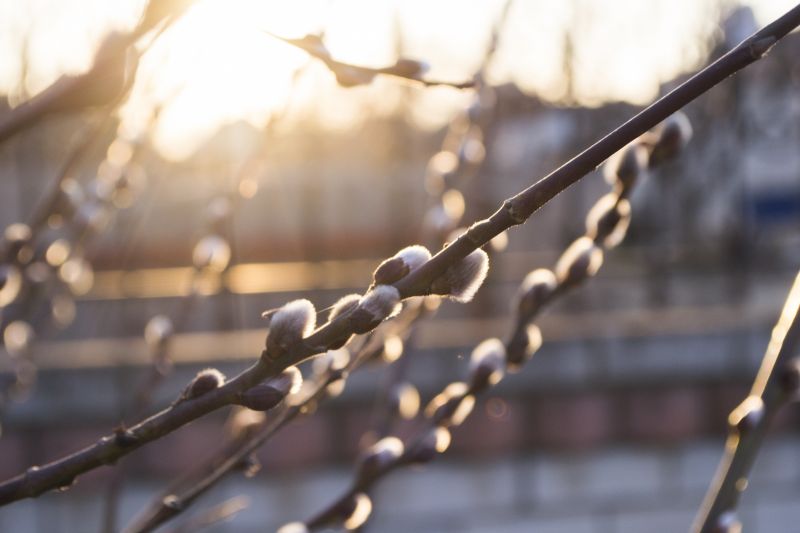 musim semi,makro,bokeh