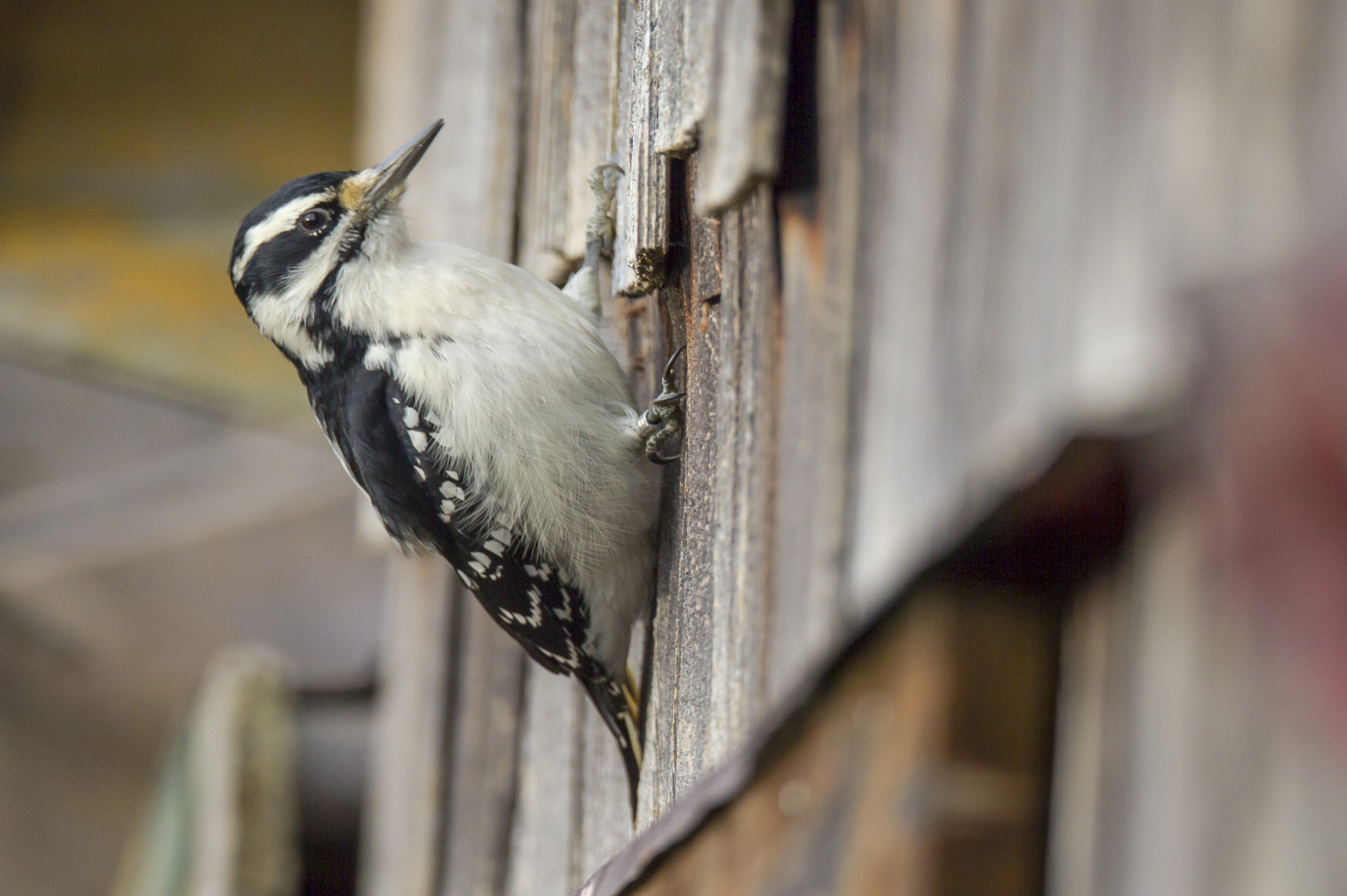Wallpaper blur, bird, nature, photo, blurry, dof, image, bokeh