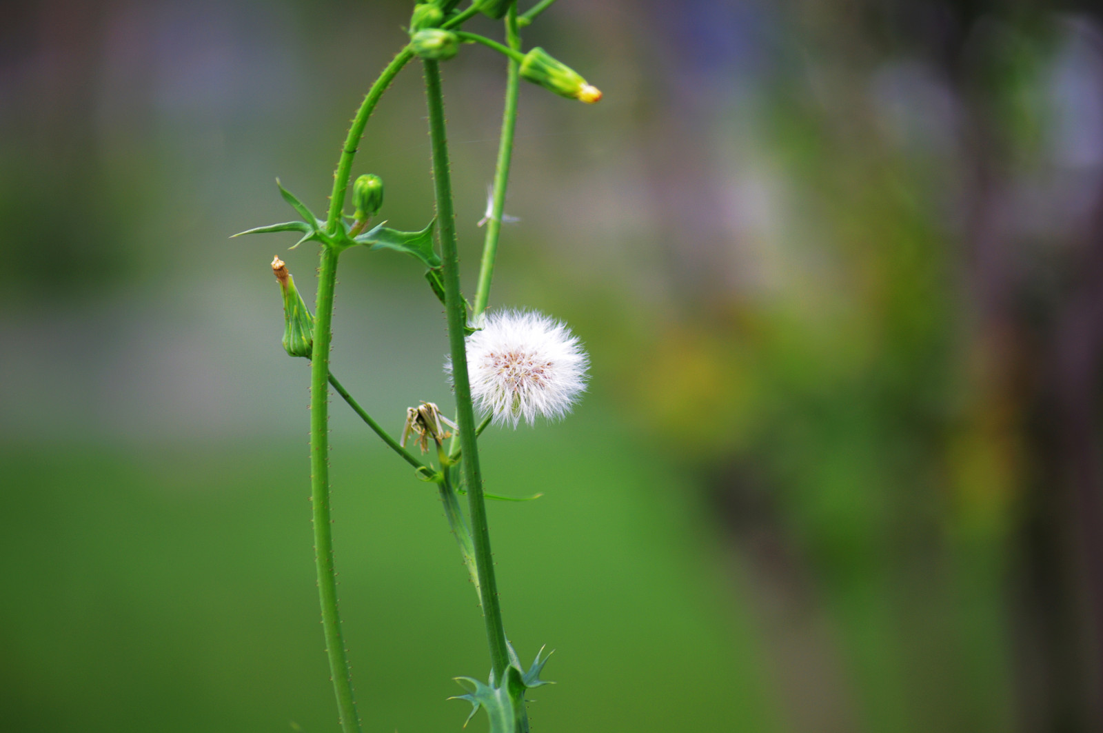 luce del sole, fiori, natura, erba, fotografia, ramo, verde, colore, bellissimo, foglia, fiore, pianta, flora, prato, fauna, Fiore di campo, prateria, botanica, impianto di terra, pianta fiorita, avvicinamento, fotografia macro, famiglia di erba, staminali vegetali