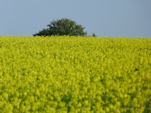 fleurs,automne,bretagne,promenade,campagne,2011