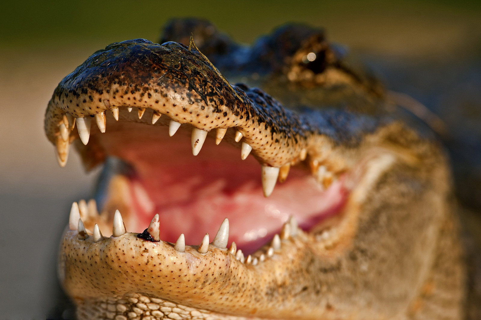 zvěř, Volně žijících živočichů, pusa, plaz, krokodýl, fauna, dinosaurus, aligátor, zblízka, makro fotografie, Crocodilia, krokodýl nilský, 3445x2297 px