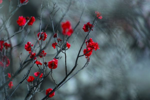 nature,red,plants,flowers,snow,winter