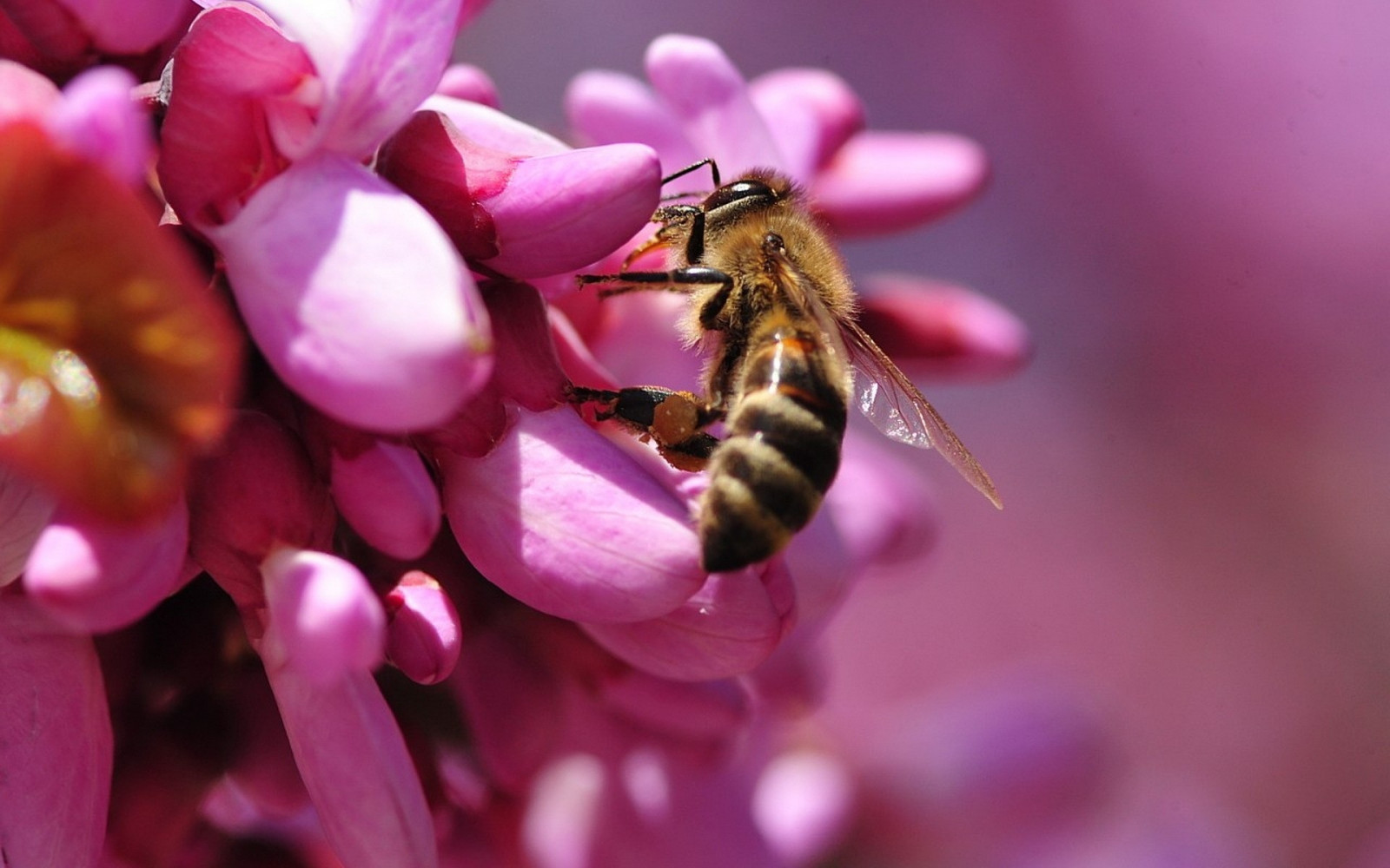 Pollination Hd Wallpaper : Bee, flower, pink, pollination 1920x1200 - - 734996 - HD ...