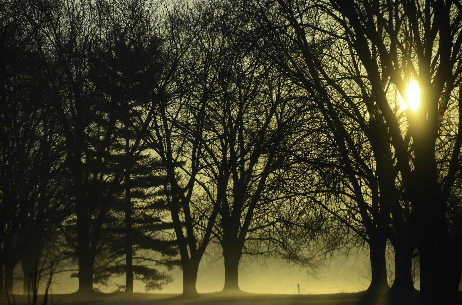 slunečnímu záření, stromy, les, západ slunce, noc, Příroda, větev, svítání, večer, ráno, mlha, slunce, zlato, soumrak, teplý, mlhavý, světlo, strom, zlatý, podzim, mlha, svítání, podsvícený, rostlina, sezóna, nikond5100, přírodní prostředí, atmosférický jev, dřevina, sigma18250mm