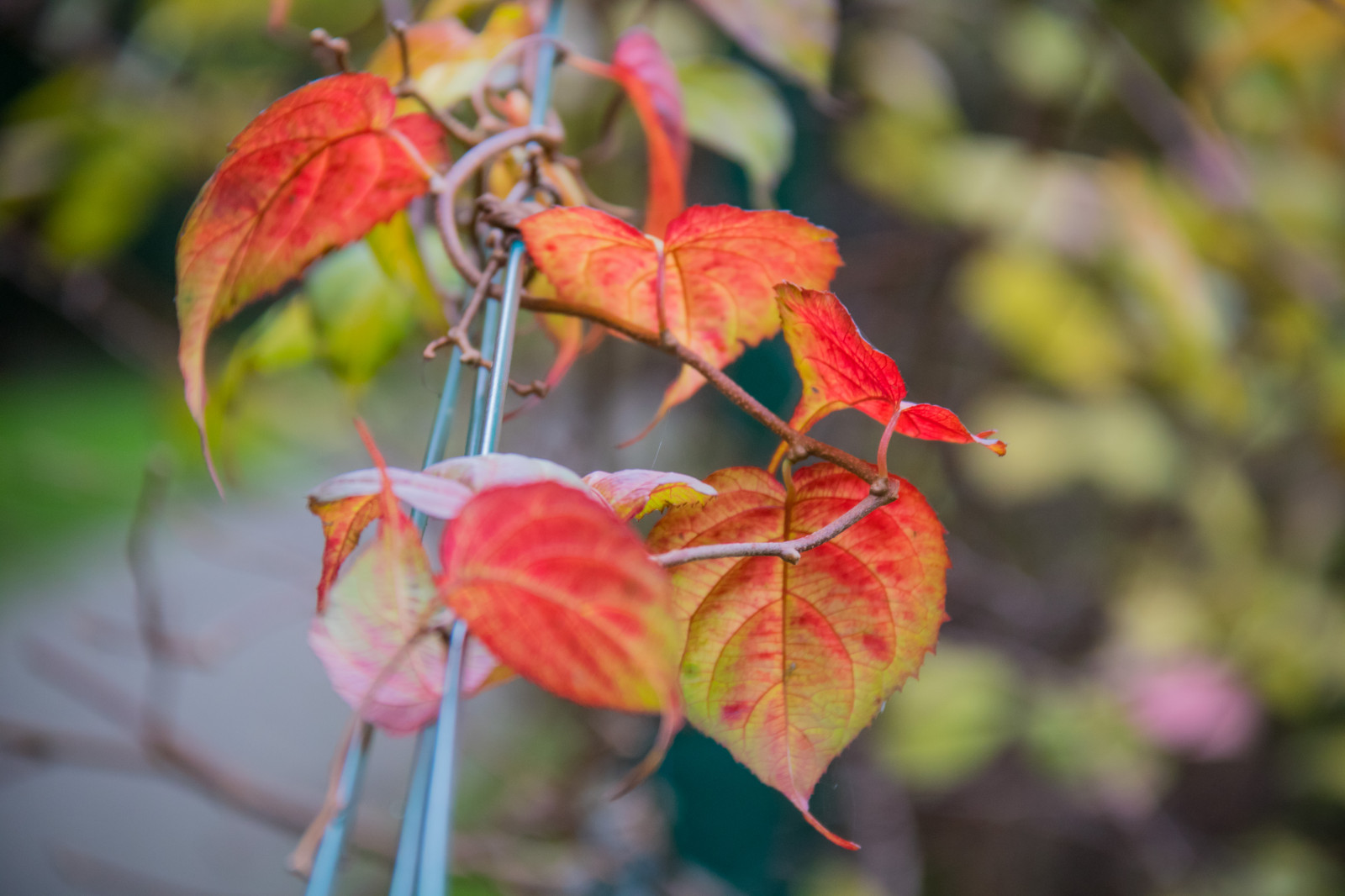 tuin-, natuur, rood, park, tak, bloesem, boom, herfst, blad, bloem, fabriek, seizoen, flora, h st, exif model canoneos760d, geocountry, camera maken canon, GeoCity, cameramodel canoneos760d, geostate, geolocatie, exif lens efs18200mmf3556is, exif opening 56, exif maken canon, exif focalLength 178mm, Alnarp, exif ISOSpeed ​​800, plantkunde, landplant, bloeiende plant, houtachtige planten, detailopname, struik, macrofotografie, esdoorn