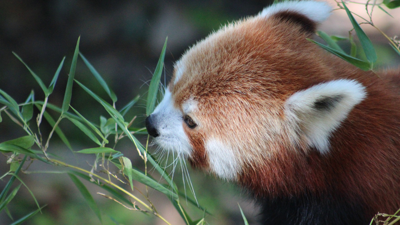 punainen panda, ruoho, vaientaa, panda, vähemmän panda