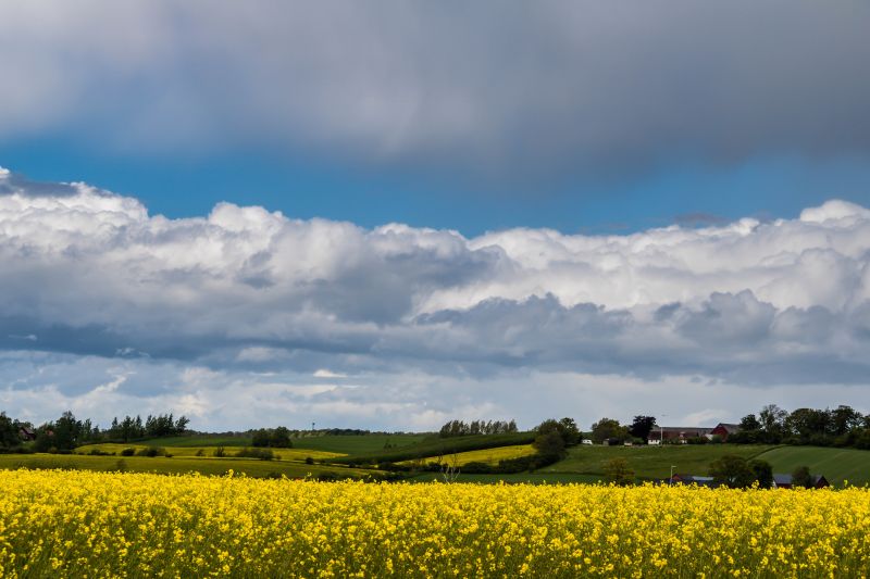 slunečnímu záření,krajina,Příroda,tráva,nebe,jídlo